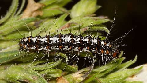 Utetheisa pulchella - Caterpillar Found on La Palma (Canary Island) on an endemic shrub (Echium brevirame) - couldn't find an ID myself, so thanks go to Ingrid Altmann for helping with that :o) Crimson speckled footman,Echium brevirame,Erebidae,Geotagged,La Palma (Canary Islands),Spain,Utetheisa,Utetheisa pulchella