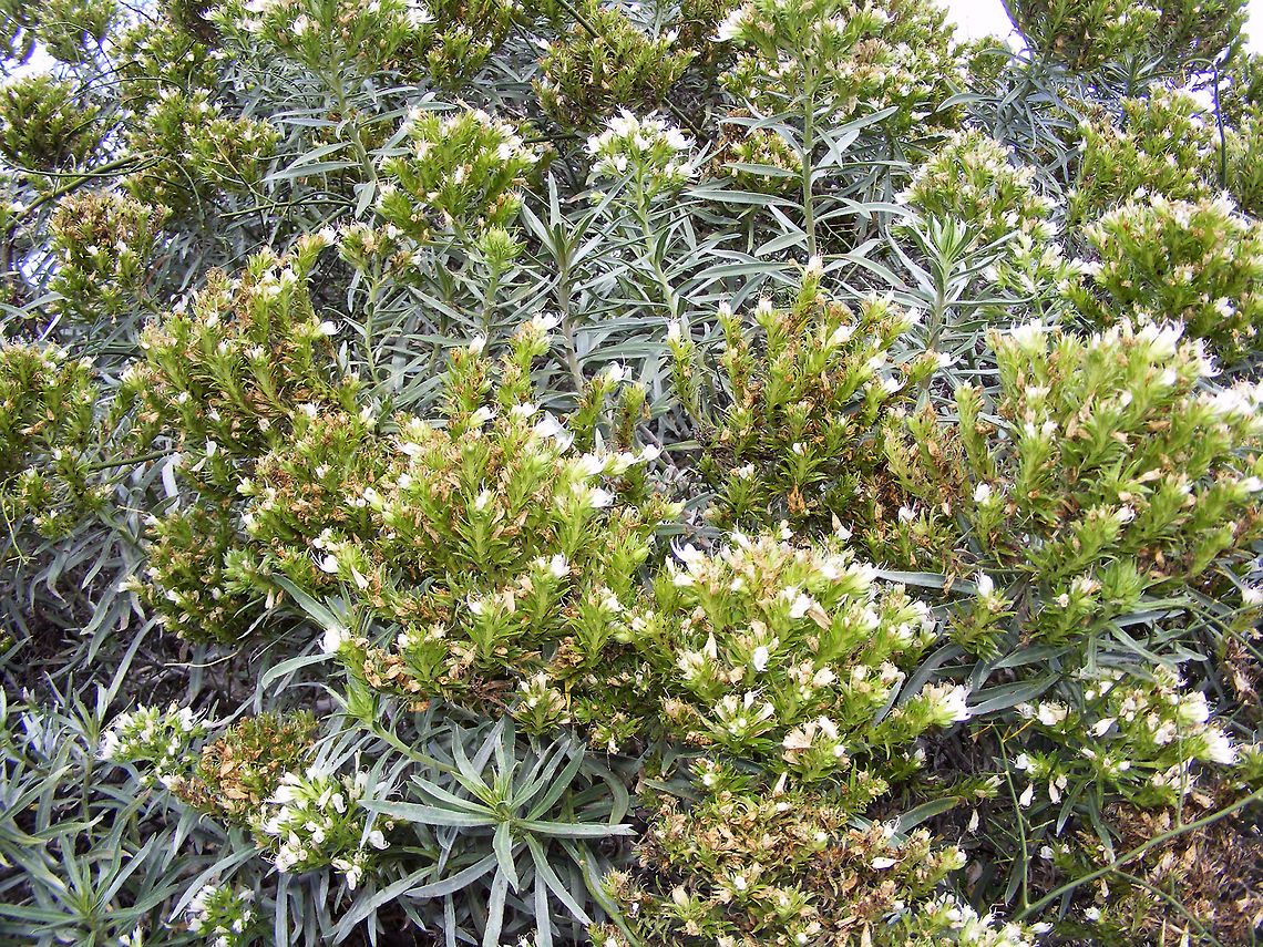 Echium brevirame La Palma endemic species of Echium, photographed to ID as a hostplant for a caterpillar and lacebug Boraginaceae,Echium,Echium brevirame,Geotagged,La Palma (Canary Islands),Spain