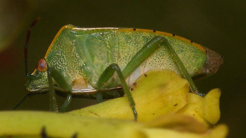 Acrosternum rubescens - Long rostrum For discussion see with this image:
https://www.jungledragon.com/image/77020/acrosternum_rubescens_-_female.html
This image shows the rostrum sticking out beyond the hind coxae, setting this species off from A. millieri that has a shorter rostrum.  Acrosternum,Acrosternum rubescens,Geotagged,La Palma (Canary Islands),Pentatomidae,Spain