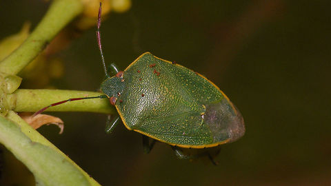 Acrosternum rubescens - Male For discussion see with this image:
https://www.jungledragon.com/image/77020/acrosternum_rubescens_-_female.html Acrosternum,Acrosternum rubescens,Geotagged,La Palma (Canary Islands),Pentatomidae,Spain