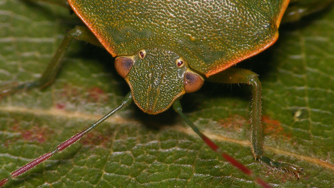 Acrosternum rubescens - Head shape and antenna colour For discussion see with this image:<br />
<figure class="photo"><a href="https://www.jungledragon.com/image/77020/acrosternum_rubescens_-_female.html" title="Acrosternum rubescens - Female"><img src="https://s3.amazonaws.com/media.jungledragon.com/images/3043/77020_thumb.jpg?AWSAccessKeyId=05GMT0V3GWVNE7GGM1R2&Expires=1759968010&Signature=CDfn%2FmLP2k5DgQ0S1qSz%2FBy1IzI%3D" width="200" height="114" alt="Acrosternum rubescens - Female Acrosternum rubescens is an endemic of the Canary Islands. Two of the continental/Mediterranean Acrosternum species have also been recorded from some of the islands and the identification of Acrosternum spp. is not always trivial. Stricktly following the key in the Faune de France series I would probably end up with these specimen from La Palma being some Arab species, rarely found in Greece also (due to the clearly present callosities in the punctuation of the wings) *rolleyes*. Other characters often cited (such as the colour of the pale margins being more reddish for this species as opposed to yellowish for others) also don&#039;t always hold true. I may add a more in depth analysis at some point, but not now ...<br />
There are not many reliably identified images of this species around on the internet, so here is a starting set:<br />
<br />
https://www.jungledragon.com/image/77021/acrosternum_rubescens_-_fresh_eggs.html<br />
https://www.jungledragon.com/image/77022/acrosternum_rubescens_-_mature_eggs.html<br />
https://www.jungledragon.com/image/77300/acrosternum_rubescens_-_hatching_explained.html<br />
https://www.jungledragon.com/image/77302/acrosternum_rubescens_-_1st_stadium.html<br />
https://www.jungledragon.com/image/77303/acrosternum_rubescens_-_1st_stadium_w._rostrum_showing.html<br />
https://www.jungledragon.com/image/77018/acrosternum_rubescens_-_male.html<br />
https://www.jungledragon.com/image/77019/acrosternum_rubescens_-_head_shape_and_antenna_colour.html<br />
https://www.jungledragon.com/image/77017/acrosternum_rubescens_-_long_rostrum.html Acrosternum,Acrosternum rubescens,Geotagged,La Palma (Canary Islands),Pentatomidae,Spain" /></a></figure> Acrosternum,Acrosternum rubescens,La Palma (Canary Islands),Pentatomidae