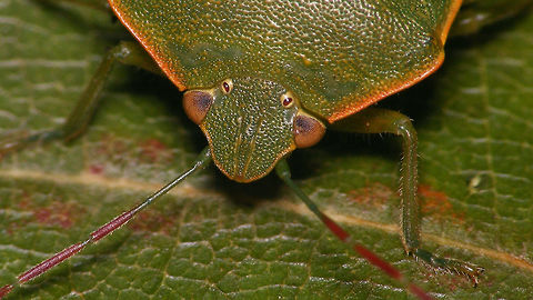 Acrosternum rubescens - Head shape and antenna colour For discussion see with this image:
https://www.jungledragon.com/image/77020/acrosternum_rubescens_-_female.html Acrosternum,Acrosternum rubescens,La Palma (Canary Islands),Pentatomidae