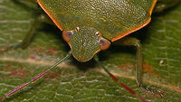 Acrosternum rubescens - Head shape and antenna colour For discussion see with this image:<br />
https://www.jungledragon.com/image/77020/acrosternum_rubescens_-_female.html Acrosternum,Acrosternum rubescens,La Palma (Canary Islands),Pentatomidae