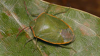 Acrosternum rubescens - Female Acrosternum rubescens is an endemic of the Canary Islands. Two of the continental/Mediterranean Acrosternum species have also been recorded from some of the islands and the identification of Acrosternum spp. is not always trivial. Stricktly following the key in the Faune de France series I would probably end up with these specimen from La Palma being some Arab species, rarely found in Greece also (due to the clearly present callosities in the punctuation of the wings) *rolleyes*. Other characters often cited (such as the colour of the pale margins being more reddish for this species as opposed to yellowish for others) also don't always hold true. I may add a more in depth analysis at some point, but not now ...<br />
There are not many reliably identified images of this species around on the internet, so here is a starting set:<br />
<br />
https://www.jungledragon.com/image/77021/acrosternum_rubescens_-_fresh_eggs.html<br />
https://www.jungledragon.com/image/77022/acrosternum_rubescens_-_mature_eggs.html<br />
https://www.jungledragon.com/image/77300/acrosternum_rubescens_-_hatching_explained.html<br />
https://www.jungledragon.com/image/77302/acrosternum_rubescens_-_1st_stadium.html<br />
https://www.jungledragon.com/image/77303/acrosternum_rubescens_-_1st_stadium_w._rostrum_showing.html<br />
https://www.jungledragon.com/image/77018/acrosternum_rubescens_-_male.html<br />
https://www.jungledragon.com/image/77019/acrosternum_rubescens_-_head_shape_and_antenna_colour.html<br />
https://www.jungledragon.com/image/77017/acrosternum_rubescens_-_long_rostrum.html Acrosternum,Acrosternum rubescens,Geotagged,La Palma (Canary Islands),Pentatomidae,Spain