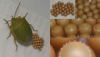Acrosternum rubescens - Fresh eggs For discussion see with this image:<br />
https://www.jungledragon.com/image/77020/acrosternum_rubescens_-_female.html Acrosternum,Acrosternum rubescens,Eggs,La Palma (Canary Islands),Pentatomidae,oviposition