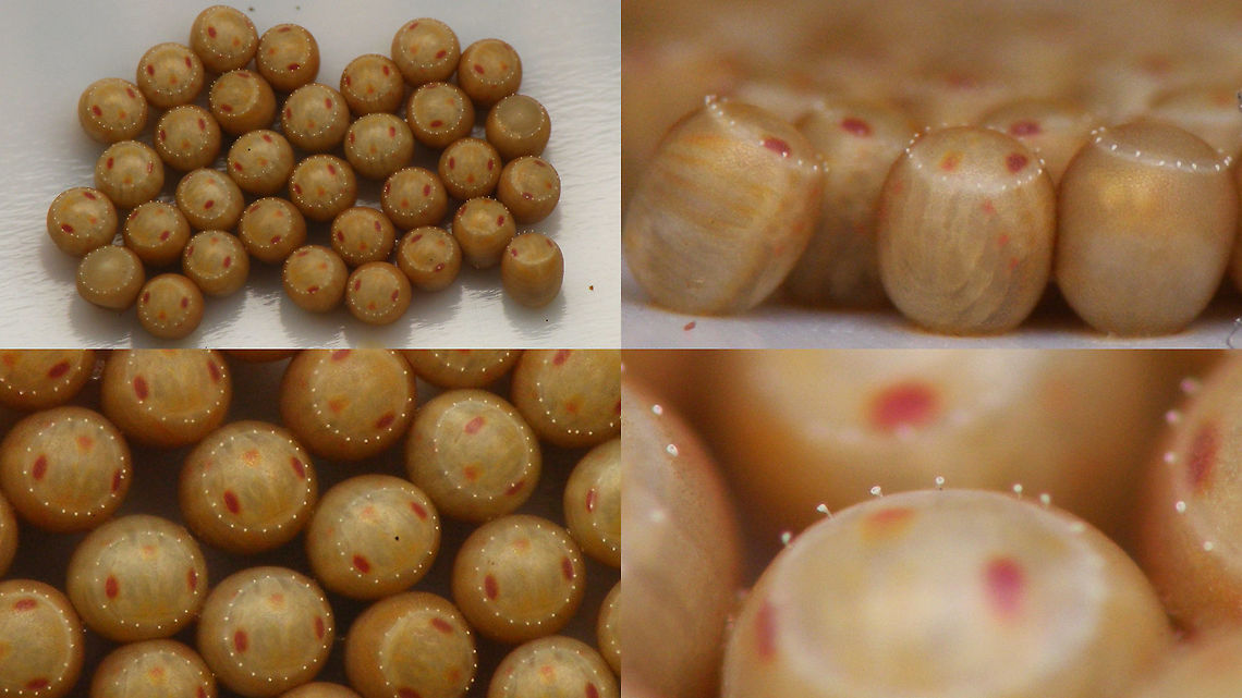 Acrosternum rubescens - Mature_eggs For discussion see with this image:<br />
<figure class="photo"><a href="https://www.jungledragon.com/image/77020/acrosternum_rubescens_-_female.html" title="Acrosternum rubescens - Female"><img src="https://s3.amazonaws.com/media.jungledragon.com/images/3043/77020_thumb.jpg?AWSAccessKeyId=05GMT0V3GWVNE7GGM1R2&Expires=1770854410&Signature=Lg%2FpYcZ8RXXSIYqOQ0u4T1f7cR8%3D" width="200" height="114" alt="Acrosternum rubescens - Female Acrosternum rubescens is an endemic of the Canary Islands. Two of the continental/Mediterranean Acrosternum species have also been recorded from some of the islands and the identification of Acrosternum spp. is not always trivial. Stricktly following the key in the Faune de France series I would probably end up with these specimen from La Palma being some Arab species, rarely found in Greece also (due to the clearly present callosities in the punctuation of the wings) *rolleyes*. Other characters often cited (such as the colour of the pale margins being more reddish for this species as opposed to yellowish for others) also don't always hold true. I may add a more in depth analysis at some point, but not now ...<br />
There are not many reliably identified images of this species around on the internet, so here is a starting set:<br />
<br />
https://www.jungledragon.com/image/77021/acrosternum_rubescens_-_fresh_eggs.html<br />
https://www.jungledragon.com/image/77022/acrosternum_rubescens_-_mature_eggs.html<br />
https://www.jungledragon.com/image/77300/acrosternum_rubescens_-_hatching_explained.html<br />
https://www.jungledragon.com/image/77302/acrosternum_rubescens_-_1st_stadium.html<br />
https://www.jungledragon.com/image/77303/acrosternum_rubescens_-_1st_stadium_w._rostrum_showing.html<br />
https://www.jungledragon.com/image/77018/acrosternum_rubescens_-_male.html<br />
https://www.jungledragon.com/image/77019/acrosternum_rubescens_-_head_shape_and_antenna_colour.html<br />
https://www.jungledragon.com/image/77017/acrosternum_rubescens_-_long_rostrum.html Acrosternum,Acrosternum rubescens,Geotagged,La Palma (Canary Islands),Pentatomidae,Spain" /></a></figure> Acrosternum,Acrosternum rubescens,Eggs,La Palma (Canary Islands),Pentatomidae