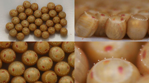 Acrosternum rubescens - Mature_eggs For discussion see with this image:
https://www.jungledragon.com/image/77020/acrosternum_rubescens_-_female.html Acrosternum,Acrosternum rubescens,Eggs,La Palma (Canary Islands),Pentatomidae