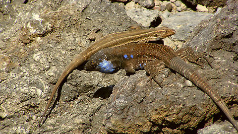 Gallotia galloti palmae - Male and female Subspecies of Gallotia galloti unique (endemic) to the isle La Palma Gallotia,Gallotia galloti,Gallotia galloti palmae,Geotagged,La Palma (Canary Islands),Lacertidae,Spain,Squamata