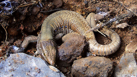 Gallotia galloti palmae - Wanting back under its rock  Gallotia,Gallotia galloti,Gallotia galloti palmae,Geotagged,La Palma (Canary Islands),Lacertidae,Spain,Squamata