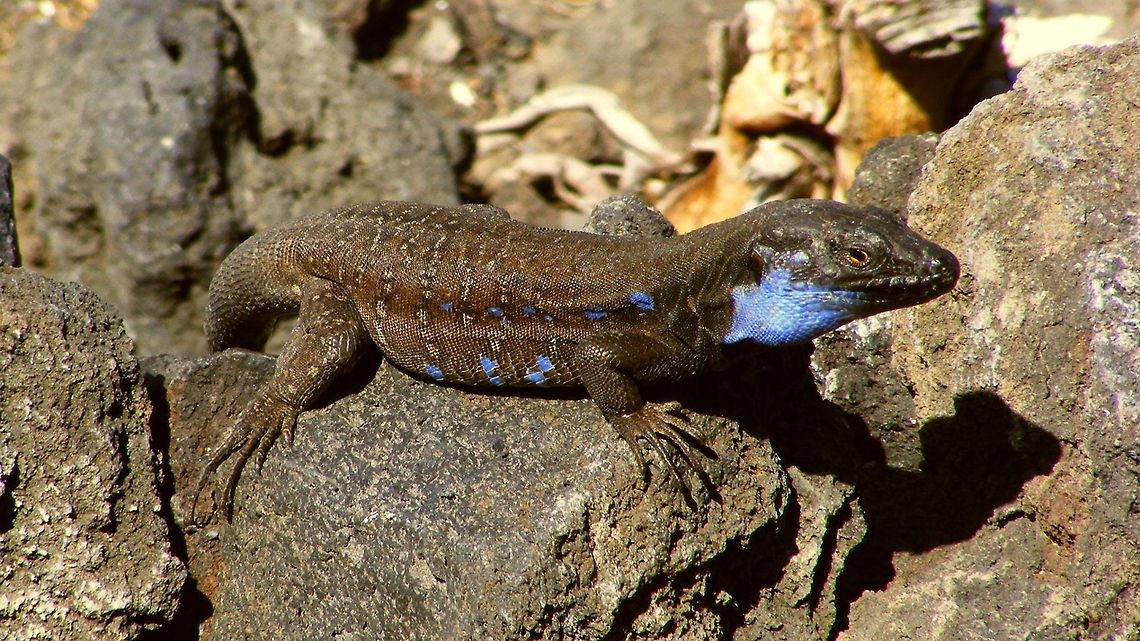Gallotia galloti palmae - Adult male  Gallotia,Gallotia galloti,Gallotia galloti palmae,La Palma (Canary Islands),Lacertidae,Squamata