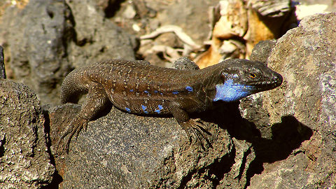 Gallotia galloti palmae - Adult male  Gallotia,Gallotia galloti,Gallotia galloti palmae,La Palma (Canary Islands),Lacertidae,Squamata