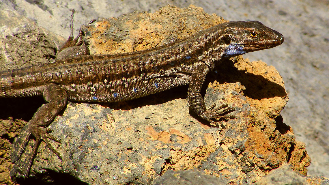 Gallotia galloti palmae - Subadult male(?)  Gallotia,Gallotia galloti,Gallotia galloti palmae,La Palma (Canary Islands),Lacertidae,Squamata