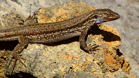 Gallotia galloti palmae - Subadult male(?)  Gallotia,Gallotia galloti,Gallotia galloti palmae,La Palma (Canary Islands),Lacertidae,Squamata