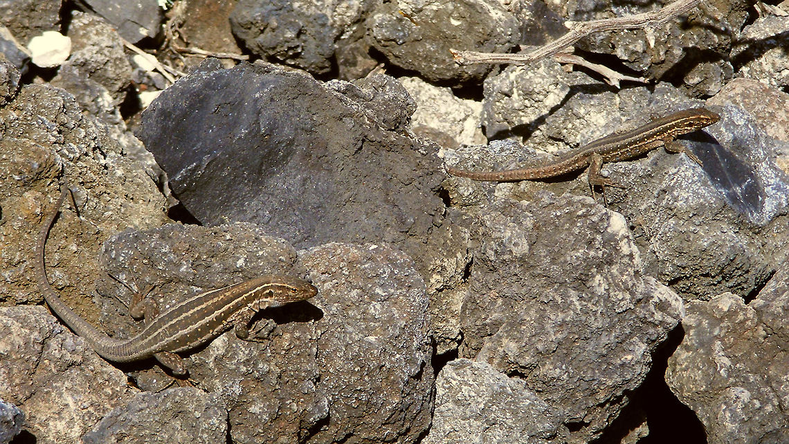 Gallotia galloti palmae - Females  Gallotia,Gallotia galloti,Gallotia galloti palmae,La Palma (Canary Islands),Lacertidae,Squamata