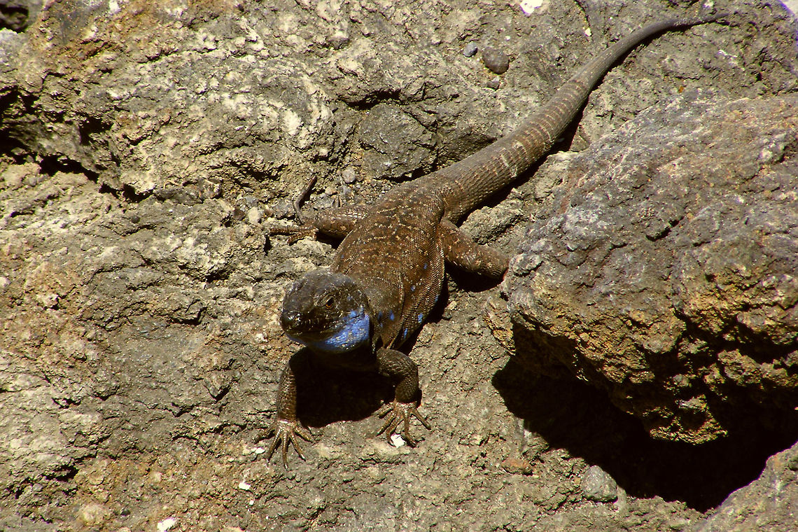 Gallotia galloti palmae - being curious  Gallotia,Gallotia galloti,Gallotia galloti palmae,La Palma (Canary Islands),Lacertidae,Squamata