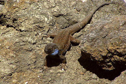 Gallotia galloti palmae - being curious  Gallotia,Gallotia galloti,Gallotia galloti palmae,La Palma (Canary Islands),Lacertidae,Squamata