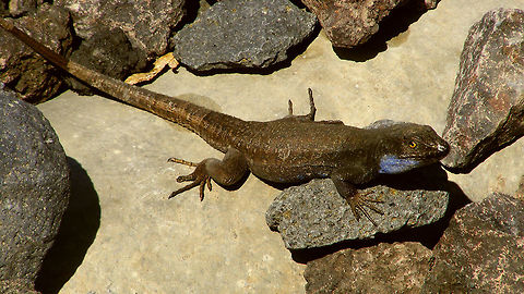 Gallotia galloti palmae - Not trusting me one bit  Gallotia,Gallotia galloti,Gallotia galloti palmae,La Palma (Canary Islands),Lacertidae,Squamata