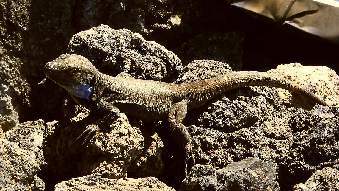 Gallotia galloti palmae - Garbage hunter  Gallotia,Gallotia galloti,Gallotia galloti palmae,La Palma (Canary Islands),Lacertidae,Squamata