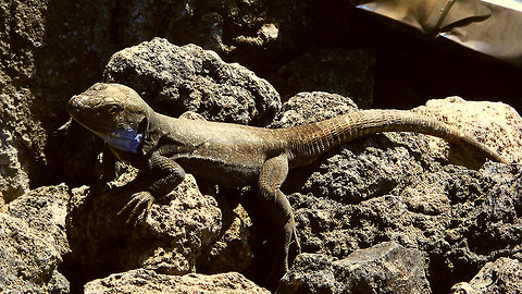 Gallotia galloti palmae - Garbage hunter  Gallotia,Gallotia galloti,Gallotia galloti palmae,La Palma (Canary Islands),Lacertidae,Squamata
