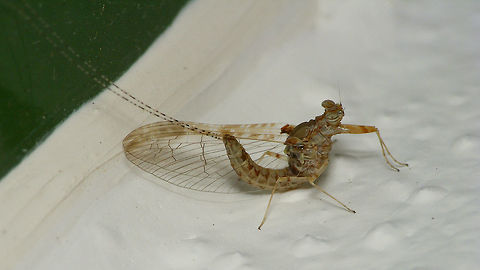 Cloeon dipterum s.l. "IS2" af. peregrinator - Female Taxonomic status of populations of many species on isolated islands is often problematic. Here we have a "species" that is already "under discussion" in continental Europe where some authors will have various species of other authors (such as https://www.jungledragon.com/tag/45932/cloeon_inscriptum.html ) to be all classified as Cloeon dipterum.
Recent molecular research on the Cloeon dipterum species complex on the Macaronesian islands shows a number of clearly separate lineages (called IS1, IS2 and IS3) that each have populations on various islands that have sufficient molecular distance to classify as species. The population of La Palma is part of the IS2 lineage and the only currently recognized "separate" species in that lineage would be Cloeon peregrinator.
So my images of the Mayflies on the wall of our holiday apartment on La Palma show some currently unnamed species in the Cloeon dipterum complex, with closest affinities to the species known as Cloeon peregrinator.       Baetidae,Cloeon,Cloeon dipterum,Cloeon peregrinator,Ephemeroptera,Geotagged,La Palma (Canary Islands),Spain