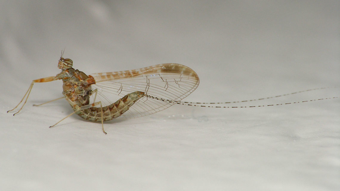 Cloeon dipterum s.l. "IS2" af. peregrinator - Female, darker For discussion/info see with this image:<br />
<figure class="photo"><a href="https://www.jungledragon.com/image/77033/cloeon_dipterum_s.l._is2_af._peregrinator_-_female.html" title="Cloeon dipterum s.l. &quot;IS2&quot; af. peregrinator - Female"><img src="https://s3.amazonaws.com/media.jungledragon.com/images/3043/77033_thumb.jpg?AWSAccessKeyId=05GMT0V3GWVNE7GGM1R2&Expires=1759968010&Signature=UB%2FSm6BFVBaXnEvi38iwPdwXGJA%3D" width="200" height="114" alt="Cloeon dipterum s.l. &quot;IS2&quot; af. peregrinator - Female Taxonomic status of populations of many species on isolated islands is often problematic. Here we have a &quot;species&quot; that is already &quot;under discussion&quot; in continental Europe where some authors will have various species of other authors (such as https://www.jungledragon.com/tag/45932/cloeon_inscriptum.html ) to be all classified as Cloeon dipterum.<br />
Recent molecular research on the Cloeon dipterum species complex on the Macaronesian islands shows a number of clearly separate lineages (called IS1, IS2 and IS3) that each have populations on various islands that have sufficient molecular distance to classify as species. The population of La Palma is part of the IS2 lineage and the only currently recognized &quot;separate&quot; species in that lineage would be Cloeon peregrinator.<br />
So my images of the Mayflies on the wall of our holiday apartment on La Palma show some currently unnamed species in the Cloeon dipterum complex, with closest affinities to the species known as Cloeon peregrinator.       Baetidae,Cloeon,Cloeon dipterum,Cloeon peregrinator,Ephemeroptera,Geotagged,La Palma (Canary Islands),Spain" /></a></figure> Baetidae,Cloeon,Cloeon dipterum,Cloeon peregrinator,Ephemeroptera,La Palma (Canary Islands)