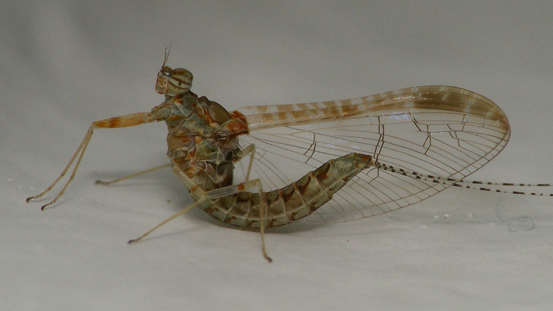 Cloeon dipterum s.l. "IS2" af. peregrinator - Female, close For discussion/info see with this image:<br />
<figure class="photo"><a href="https://www.jungledragon.com/image/77033/cloeon_dipterum_s.l._is2_af._peregrinator_-_female.html" title="Cloeon dipterum s.l. "IS2" af. peregrinator - Female"><img src="https://s3.amazonaws.com/media.jungledragon.com/images/3043/77033_thumb.jpg?AWSAccessKeyId=05GMT0V3GWVNE7GGM1R2&Expires=1769040010&Signature=jvxd3nokmR7E0raM%2BvbyjYKgSGQ%3D" width="200" height="114" alt="Cloeon dipterum s.l. "IS2" af. peregrinator - Female Taxonomic status of populations of many species on isolated islands is often problematic. Here we have a "species" that is already "under discussion" in continental Europe where some authors will have various species of other authors (such as https://www.jungledragon.com/tag/45932/cloeon_inscriptum.html ) to be all classified as Cloeon dipterum.<br />
Recent molecular research on the Cloeon dipterum species complex on the Macaronesian islands shows a number of clearly separate lineages (called IS1, IS2 and IS3) that each have populations on various islands that have sufficient molecular distance to classify as species. The population of La Palma is part of the IS2 lineage and the only currently recognized "separate" species in that lineage would be Cloeon peregrinator.<br />
So my images of the Mayflies on the wall of our holiday apartment on La Palma show some currently unnamed species in the Cloeon dipterum complex, with closest affinities to the species known as Cloeon peregrinator.       Baetidae,Cloeon,Cloeon dipterum,Cloeon peregrinator,Ephemeroptera,Geotagged,La Palma (Canary Islands),Spain" /></a></figure> Baetidae,Cloeon,Cloeon dipterum,Cloeon peregrinator,Ephemeroptera,La Palma (Canary Islands)