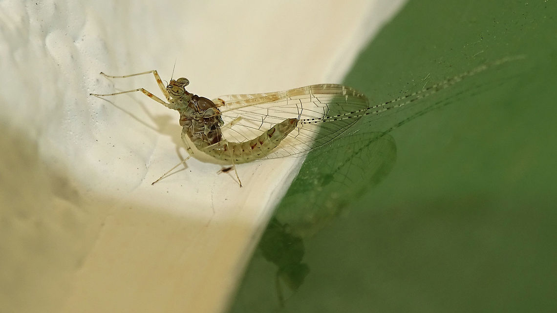 Cloeon dipterum s.l. "IS2" af. peregrinator - Female, paler For discussion/info see with this image:<br />
<figure class="photo"><a href="https://www.jungledragon.com/image/77033/cloeon_dipterum_s.l._is2_af._peregrinator_-_female.html" title="Cloeon dipterum s.l. "IS2" af. peregrinator - Female"><img src="https://s3.amazonaws.com/media.jungledragon.com/images/3043/77033_thumb.jpg?AWSAccessKeyId=05GMT0V3GWVNE7GGM1R2&Expires=1769040010&Signature=jvxd3nokmR7E0raM%2BvbyjYKgSGQ%3D" width="200" height="114" alt="Cloeon dipterum s.l. "IS2" af. peregrinator - Female Taxonomic status of populations of many species on isolated islands is often problematic. Here we have a "species" that is already "under discussion" in continental Europe where some authors will have various species of other authors (such as https://www.jungledragon.com/tag/45932/cloeon_inscriptum.html ) to be all classified as Cloeon dipterum.<br />
Recent molecular research on the Cloeon dipterum species complex on the Macaronesian islands shows a number of clearly separate lineages (called IS1, IS2 and IS3) that each have populations on various islands that have sufficient molecular distance to classify as species. The population of La Palma is part of the IS2 lineage and the only currently recognized "separate" species in that lineage would be Cloeon peregrinator.<br />
So my images of the Mayflies on the wall of our holiday apartment on La Palma show some currently unnamed species in the Cloeon dipterum complex, with closest affinities to the species known as Cloeon peregrinator.       Baetidae,Cloeon,Cloeon dipterum,Cloeon peregrinator,Ephemeroptera,Geotagged,La Palma (Canary Islands),Spain" /></a></figure> Baetidae,Cloeon,Cloeon dipterum,Cloeon peregrinator,Ephemeroptera,La Palma (Canary Islands)