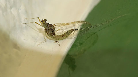 Cloeon dipterum s.l. "IS2" af. peregrinator - Female, paler For discussion/info see with this image:
https://www.jungledragon.com/image/77033/cloeon_dipterum_s.l._is2_af._peregrinator_-_female.html Baetidae,Cloeon,Cloeon dipterum,Cloeon peregrinator,Ephemeroptera,La Palma (Canary Islands)