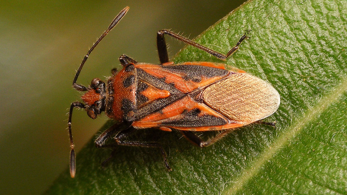 Corizus hyoscyami nigridorsum - Dorsal For discussion/notes see with this image:<br />
<figure class="photo"><a href="https://www.jungledragon.com/image/77041/corizus_hyoscyami_nigridorsum_-_abdomen_through_wings.html" title="Corizus hyoscyami nigridorsum - Abdomen through wings"><img src="https://s3.amazonaws.com/media.jungledragon.com/images/3043/77041_thumb.jpg?AWSAccessKeyId=05GMT0V3GWVNE7GGM1R2&Expires=1763596810&Signature=tIYTXuTHGrSrk3xVpPgtsH8vLlM%3D" width="200" height="114" alt="Corizus hyoscyami nigridorsum - Abdomen through wings Another species with a long history of &quot;discussion&quot;, switching back and forth between separate species, subspecies status or even &quot;just a colour variant&quot;. Fauna Europaea currently lists it as Corizus hyoscyami ssp. nigridorsum.<br />
The name nigridorsum refers to the all black top of the abdomen (under the wings) versus ab. segs. III &amp; IV being red on Corizus hyoscyami s.str.  That said the pattern on the wings is also quite distinct. Compare to this image of a typical Corizus hyoscyami:<br />
https://www.jungledragon.com/image/46998/corizus_hyoscyami.html<br />
The discussion on the species status arises from intermediate forms being frequently found in southern Europe, such as shown on the images previously uploaded by Rui Felix, such as this one:<br />
https://www.jungledragon.com/image/58420/corizus_cf._nigridorsum.html Coreoidea,Corizus,Corizus hyoscyami,Corizus hyoscyami nigridorsum,Corizus nigridorsum,Geotagged,La Palma (Canary Islands),Red and black squash bug,Rhopalidae,Spain" /></a></figure> Coreoidea,Corizus,Corizus hyoscyami,Corizus hyoscyami nigridorsum,Corizus nigridorsum,Geotagged,La Palma (Canary Islands),Red and black squash bug,Rhopalidae,Spain