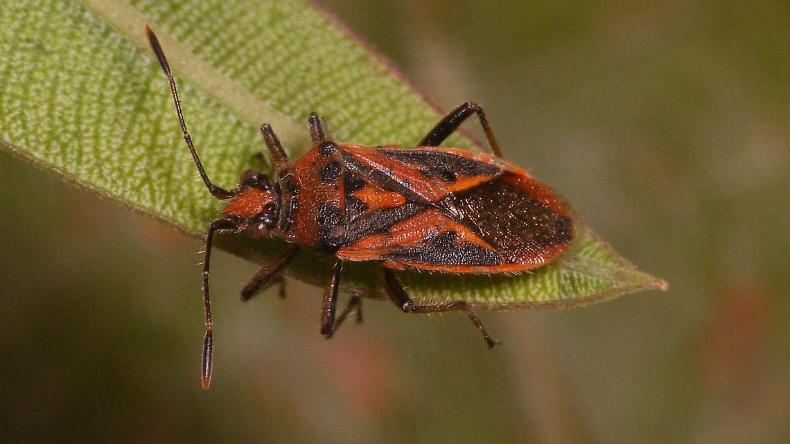 Corizus hyoscyami nigridorsum - Abdomen through wings Another species with a long history of "discussion", switching back and forth between separate species, subspecies status or even "just a colour variant". Fauna Europaea currently lists it as Corizus hyoscyami ssp. nigridorsum.<br />
The name nigridorsum refers to the all black top of the abdomen (under the wings) versus ab. segs. III &amp; IV being red on Corizus hyoscyami s.str.  That said the pattern on the wings is also quite distinct. Compare to this image of a typical Corizus hyoscyami:<br />
<figure class="photo"><a href="https://www.jungledragon.com/image/46998/corizus_hyoscyami.html" title="Corizus hyoscyami"><img src="https://s3.amazonaws.com/media.jungledragon.com/images/3043/46998_thumb.jpg?AWSAccessKeyId=05GMT0V3GWVNE7GGM1R2&Expires=1770854410&Signature=xhma9PVi1FmXCNukUMq6SvW0viA%3D" width="200" height="134" alt="Corizus hyoscyami Corizus hyoscyami on lavender Cinnamon Bug,Corizus,Corizus hyoscyami,France,Geotagged,Heteroptera,Lavendula,Pentatomoidea,Pentatomorpha,Red and black squash bug,Rhopalidae,Spring,lavender" /></a></figure><br />
The discussion on the species status arises from intermediate forms being frequently found in southern Europe, such as shown on the images previously uploaded by Rui Felix, such as this one:<br />
<a href="https://www.jungledragon.com/image/58420/corizus_cf._nigridorsum.html" rel="nofollow">https://www.jungledragon.com/image/58420/corizus_cf._nigridorsum.html</a> Coreoidea,Corizus,Corizus hyoscyami,Corizus hyoscyami nigridorsum,Corizus nigridorsum,Geotagged,La Palma (Canary Islands),Red and black squash bug,Rhopalidae,Spain