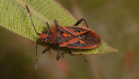 Corizus hyoscyami nigridorsum - Abdomen through wings Another species with a long history of "discussion", switching back and forth between separate species, subspecies status or even "just a colour variant". Fauna Europaea currently lists it as Corizus hyoscyami ssp. nigridorsum.<br />
The name nigridorsum refers to the all black top of the abdomen (under the wings) versus ab. segs. III & IV being red on Corizus hyoscyami s.str.  That said the pattern on the wings is also quite distinct. Compare to this image of a typical Corizus hyoscyami:<br />
https://www.jungledragon.com/image/46998/corizus_hyoscyami.html<br />
The discussion on the species status arises from intermediate forms being frequently found in southern Europe, such as shown on the images previously uploaded by Rui Felix, such as this one:<br />
https://www.jungledragon.com/image/58420/corizus_cf._nigridorsum.html Coreoidea,Corizus,Corizus hyoscyami,Corizus hyoscyami nigridorsum,Corizus nigridorsum,Geotagged,La Palma (Canary Islands),Red and black squash bug,Rhopalidae,Spain