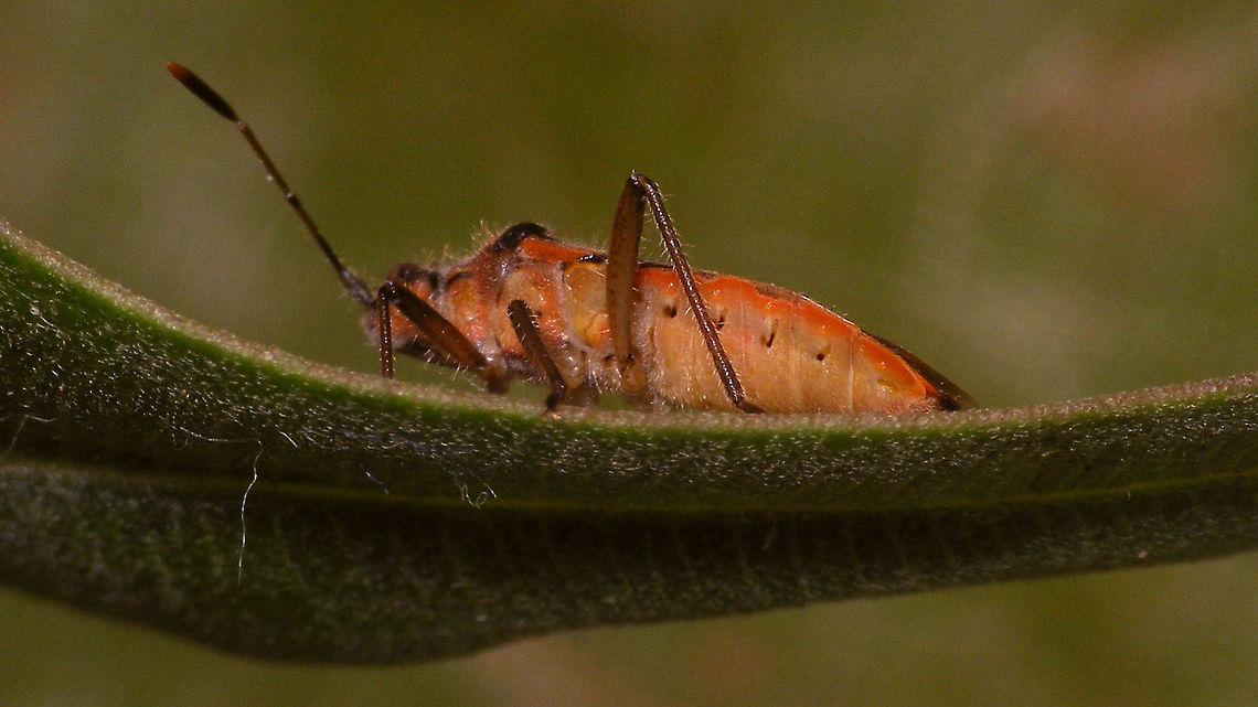 Corizus hyoscyami nigridorsum - Ventral For discussion/notes see with this image:<br />
<figure class="photo"><a href="https://www.jungledragon.com/image/77041/corizus_hyoscyami_nigridorsum_-_abdomen_through_wings.html" title="Corizus hyoscyami nigridorsum - Abdomen through wings"><img src="https://s3.amazonaws.com/media.jungledragon.com/images/3043/77041_thumb.jpg?AWSAccessKeyId=05GMT0V3GWVNE7GGM1R2&Expires=1770854410&Signature=urn47uOMnD5SxVnZwGrgRyHNzFo%3D" width="200" height="114" alt="Corizus hyoscyami nigridorsum - Abdomen through wings Another species with a long history of "discussion", switching back and forth between separate species, subspecies status or even "just a colour variant". Fauna Europaea currently lists it as Corizus hyoscyami ssp. nigridorsum.<br />
The name nigridorsum refers to the all black top of the abdomen (under the wings) versus ab. segs. III &amp; IV being red on Corizus hyoscyami s.str.  That said the pattern on the wings is also quite distinct. Compare to this image of a typical Corizus hyoscyami:<br />
https://www.jungledragon.com/image/46998/corizus_hyoscyami.html<br />
The discussion on the species status arises from intermediate forms being frequently found in southern Europe, such as shown on the images previously uploaded by Rui Felix, such as this one:<br />
https://www.jungledragon.com/image/58420/corizus_cf._nigridorsum.html Coreoidea,Corizus,Corizus hyoscyami,Corizus hyoscyami nigridorsum,Corizus nigridorsum,Geotagged,La Palma (Canary Islands),Red and black squash bug,Rhopalidae,Spain" /></a></figure> Coreoidea,Corizus,Corizus hyoscyami,Corizus hyoscyami nigridorsum,Corizus nigridorsum,Geotagged,La Palma (Canary Islands),Red and black squash bug,Rhopalidae,Spain