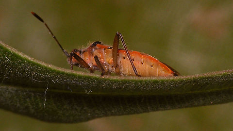 Corizus hyoscyami nigridorsum - Ventral For discussion/notes see with this image:
https://www.jungledragon.com/image/77041/corizus_hyoscyami_nigridorsum_-_abdomen_through_wings.html Coreoidea,Corizus,Corizus hyoscyami,Corizus hyoscyami nigridorsum,Corizus nigridorsum,Geotagged,La Palma (Canary Islands),Red and black squash bug,Rhopalidae,Spain