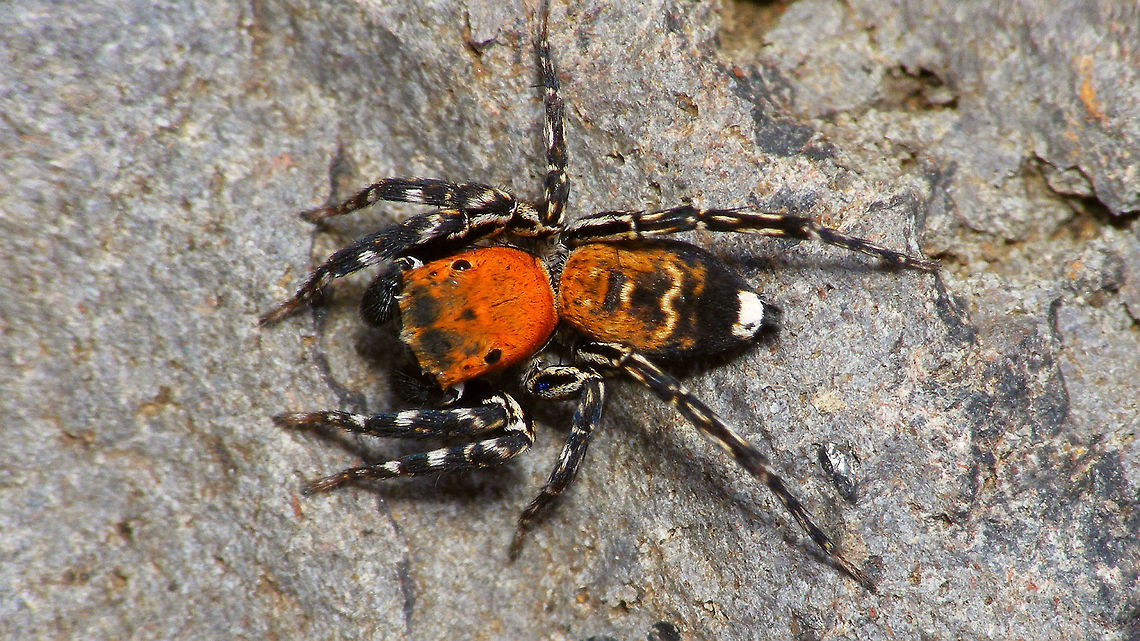Cyrba algerina - Male, dorsal  Cyrba,Cyrba algerina,Geotagged,La Palma (Canary Islands),Salticidae,Spain