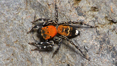 Cyrba algerina - Male, dorsal  Cyrba,Cyrba algerina,Geotagged,La Palma (Canary Islands),Salticidae,Spain