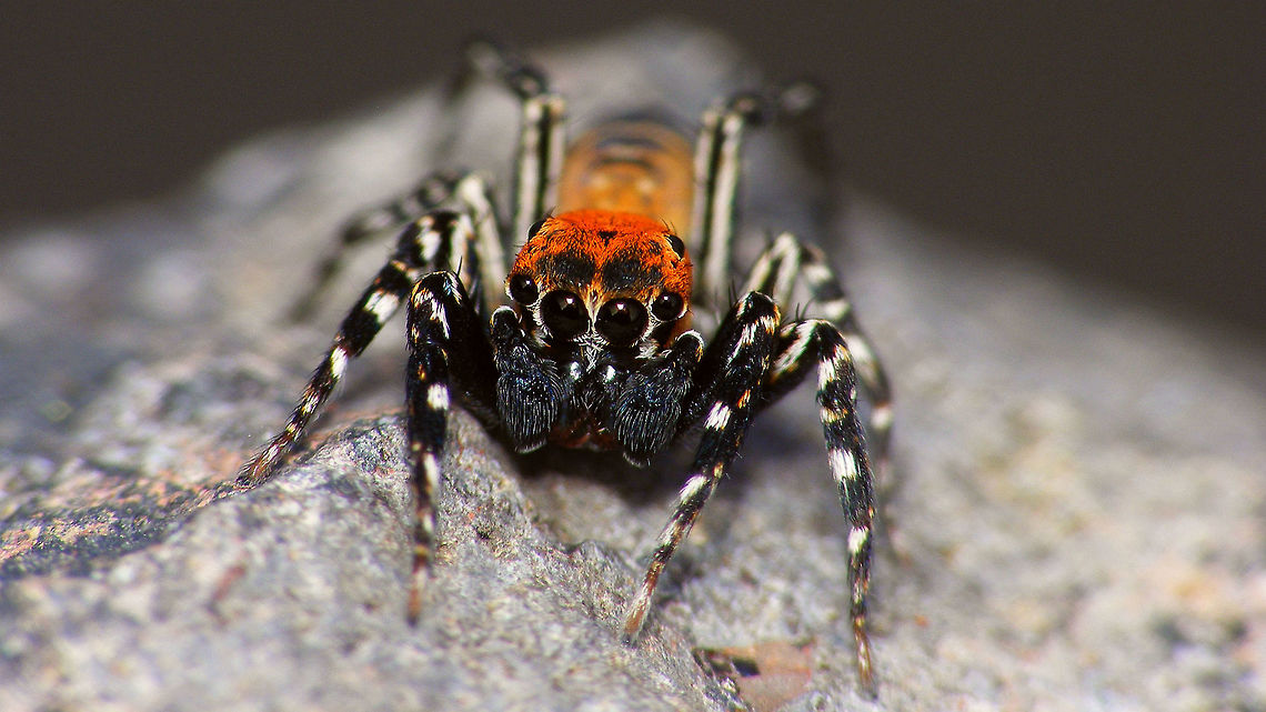 Cyrba algerina - Male, portrait  Cyrba,Cyrba algerina,Geotagged,La Palma (Canary Islands),Salticidae,Spain