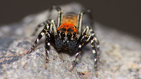 Cyrba algerina - Male, portrait  Cyrba,Cyrba algerina,Geotagged,La Palma (Canary Islands),Salticidae,Spain