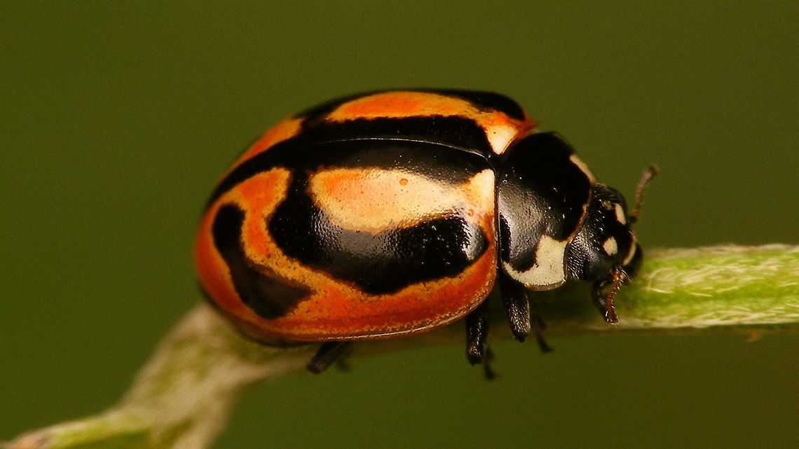 Coccinella miranda Mostly quoted as an Canary Islands endemic, but there are some rumours it may have been recorder from Madeira too.<br />
After finding the ladybird in a slit under the headlight of the rental car I took her &quot;home&quot; for images.<br />
Overnight she:<br />
(a) Devoured a Coccinella larva found at the same road side stop and kept in the same tube - stupid, stupid  me :o((<br />
(b) Deposited some eggs in the tube that I had kept her in (together with the other larva) :o)<br />
The eggs were transferred onto a leaf and were eventually taken home to try and document a development cycle, that to my knowledge is not available yet for this species on the internet, so here is a start ...<br />
<figure class="photo"><a href="https://www.jungledragon.com/image/77099/coccinella_miranda_w._eggs_and_first_instar_larva.html" title="Coccinella miranda w. eggs and first instar larva"><img src="https://s3.amazonaws.com/media.jungledragon.com/images/3043/77099_thumb.jpg?AWSAccessKeyId=05GMT0V3GWVNE7GGM1R2&Expires=1767225610&Signature=NZfdWhmPTT97qic%2BcG%2BVCNKj0cg%3D" width="200" height="114" alt="Coccinella miranda w. eggs and first instar larva Collage of a gravid female Coccinella miranda with the eggs she produced and a first instar larva that hatched from these. <br />
For complete story see with this image:<br />
https://www.jungledragon.com/image/77086/coccinella_miranda.html Coccinella,Coccinella miranda,Coccinellidae,Coccinellinae,La Palma (Canary Islands),Ladybird,eggs,larva" /></a></figure> Coccinella,Coccinella miranda,Coccinellidae,Coccinellinae,Geotagged,La Palma (Canary Islands),Ladybird,Spain