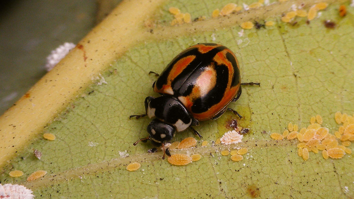 Coccinella miranda w. Mealybugs This is NOT taken in natural conditions - I put the beetle on a leaf for "background" and the leaf had these Mealybugs on them. The beetle did take a bite, but I'm not at all sure it would do so in nature (but it may, or maybe just when very hungry?). The species certainly does feed on Aphids though.<br />
<br />
See with this image<br />
<figure class="photo"><a href="https://www.jungledragon.com/image/77086/coccinella_miranda.html" title="Coccinella miranda"><img src="https://s3.amazonaws.com/media.jungledragon.com/images/3043/77086_thumb.jpg?AWSAccessKeyId=05GMT0V3GWVNE7GGM1R2&Expires=1759968010&Signature=135s3UZrLXy5%2FmLKJ6QziH4Vsto%3D" width="200" height="114" alt="Coccinella miranda Mostly quoted as an Canary Islands endemic, but there are some rumours it may have been recorder from Madeira too.<br />
After finding the ladybird in a slit under the headlight of the rental car I took her "home" for images.<br />
Overnight she:<br />
(a) Devoured a Coccinella larva found at the same road side stop and kept in the same tube - stupid, stupid me :o((<br />
(b) Deposited some eggs in the tube that I had kept her in (together with the other larva) :o)<br />
The eggs were transferred onto a leaf and were eventually taken home to try and document a development cycle, that to my knowledge is not available yet for this species on the internet, so here is a start ...<br />
https://www.jungledragon.com/image/77099/coccinella_miranda_w._eggs_and_first_instar_larva.html Coccinella,Coccinella miranda,Coccinellidae,Coccinellinae,Geotagged,La Palma (Canary Islands),Ladybird,Spain" /></a></figure> Coccinella,Coccinella miranda,Coccinellidae,Coccinellinae,La Palma (Canary Islands),Ladybird