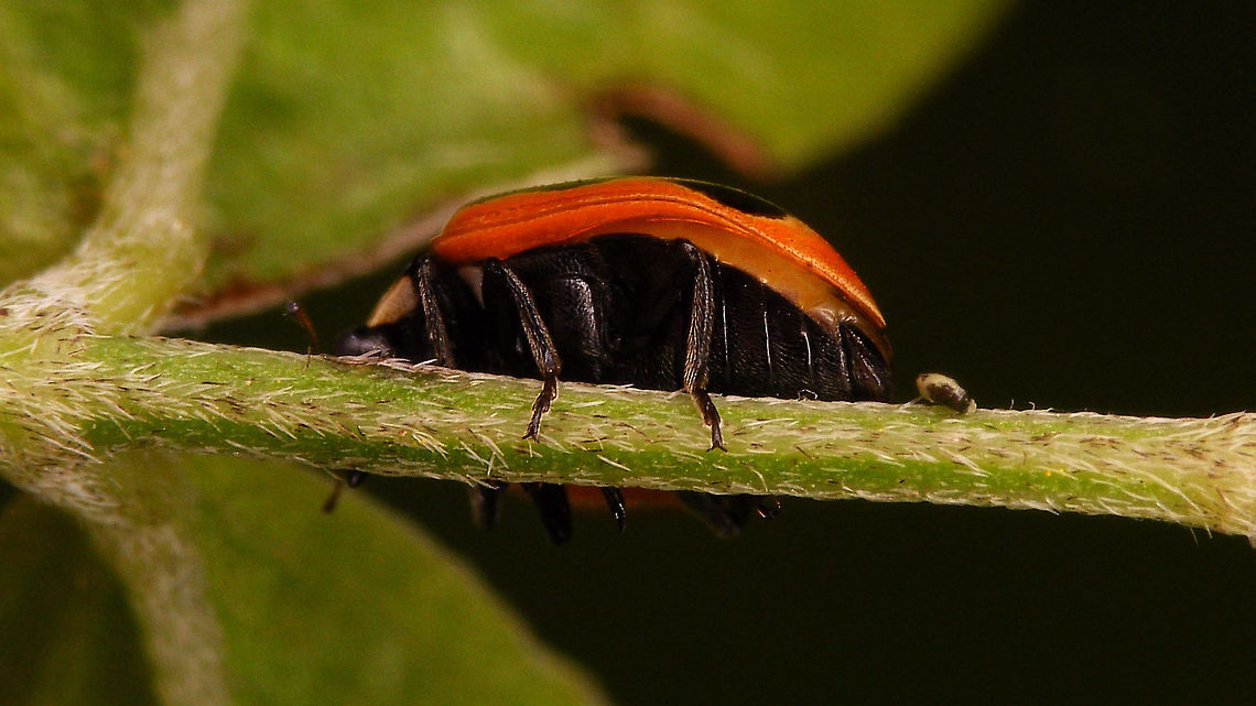 Coccinella miranda - Ventral See with this image<br />
<figure class="photo"><a href="https://www.jungledragon.com/image/77086/coccinella_miranda.html" title="Coccinella miranda"><img src="https://s3.amazonaws.com/media.jungledragon.com/images/3043/77086_thumb.jpg?AWSAccessKeyId=05GMT0V3GWVNE7GGM1R2&Expires=1759968010&Signature=135s3UZrLXy5%2FmLKJ6QziH4Vsto%3D" width="200" height="114" alt="Coccinella miranda Mostly quoted as an Canary Islands endemic, but there are some rumours it may have been recorder from Madeira too.<br />
After finding the ladybird in a slit under the headlight of the rental car I took her &quot;home&quot; for images.<br />
Overnight she:<br />
(a) Devoured a Coccinella larva found at the same road side stop and kept in the same tube - stupid, stupid  me :o((<br />
(b) Deposited some eggs in the tube that I had kept her in (together with the other larva) :o)<br />
The eggs were transferred onto a leaf and were eventually taken home to try and document a development cycle, that to my knowledge is not available yet for this species on the internet, so here is a start ...<br />
https://www.jungledragon.com/image/77099/coccinella_miranda_w._eggs_and_first_instar_larva.html Coccinella,Coccinella miranda,Coccinellidae,Coccinellinae,Geotagged,La Palma (Canary Islands),Ladybird,Spain" /></a></figure> Coccinella,Coccinella miranda,Coccinellidae,Coccinellinae,La Palma (Canary Islands)