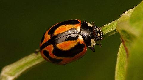 Coccinella miranda