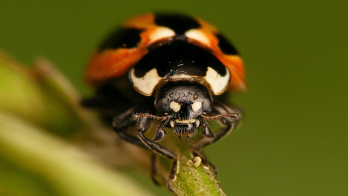 Coccinella miranda Mugshot See with this image<br />
<figure class="photo"><a href="https://www.jungledragon.com/image/77086/coccinella_miranda.html" title="Coccinella miranda"><img src="https://s3.amazonaws.com/media.jungledragon.com/images/3043/77086_thumb.jpg?AWSAccessKeyId=05GMT0V3GWVNE7GGM1R2&Expires=1767225610&Signature=RFsY%2FyTh5SBFZKlJnJwfQCb35LE%3D" width="200" height="114" alt="Coccinella miranda Mostly quoted as an Canary Islands endemic, but there are some rumours it may have been recorder from Madeira too.<br />
After finding the ladybird in a slit under the headlight of the rental car I took her &quot;home&quot; for images.<br />
Overnight she:<br />
(a) Devoured a Coccinella larva found at the same road side stop and kept in the same tube - stupid, stupid  me :o((<br />
(b) Deposited some eggs in the tube that I had kept her in (together with the other larva) :o)<br />
The eggs were transferred onto a leaf and were eventually taken home to try and document a development cycle, that to my knowledge is not available yet for this species on the internet, so here is a start ...<br />
https://www.jungledragon.com/image/77099/coccinella_miranda_w._eggs_and_first_instar_larva.html Coccinella,Coccinella miranda,Coccinellidae,Coccinellinae,Geotagged,La Palma (Canary Islands),Ladybird,Spain" /></a></figure> Coccinella,Coccinella miranda,Coccinellidae,Coccinellinae,La Palma (Canary Islands),Ladybird