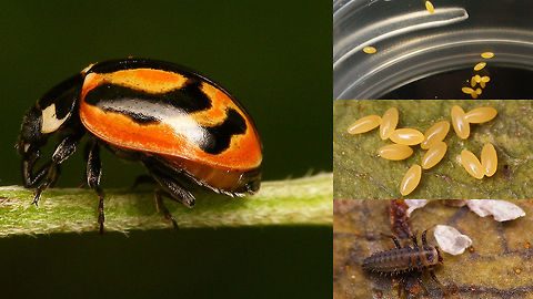 Coccinella miranda w. eggs and first instar larva Collage of a gravid female Coccinella miranda with the eggs she produced and a first instar larva that hatched from these. 
For complete story see with this image:
https://www.jungledragon.com/image/77086/coccinella_miranda.html Coccinella,Coccinella miranda,Coccinellidae,Coccinellinae,La Palma (Canary Islands),Ladybird,eggs,larva