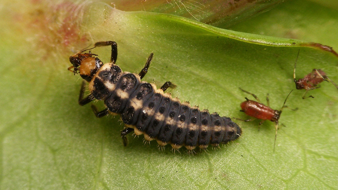 Coccinella miranda - Larva eating For compete story see with this image:<br />
<figure class="photo"><a href="https://www.jungledragon.com/image/77107/coccinella_miranda_-_larva.html" title="Coccinella miranda - Larva"><img src="https://s3.amazonaws.com/media.jungledragon.com/images/3043/77107_thumb.jpg?AWSAccessKeyId=05GMT0V3GWVNE7GGM1R2&Expires=1759968010&Signature=doGdQrePbJqZnb9SO0Ii3uhMSaw%3D" width="200" height="114" alt="Coccinella miranda - Larva Some six years ago (or some such - around 2013-14 probably) I was browsing the internet to find images of Green Lacewings found on the Canary Islands (a project with results later published in a paper by Mendes) and stumbled on an image of a ladybird larva taken on Gran Canaria (Sardina), that I just couldn&#039;t get my head around.<br />
The old discussion is here on Flickr:<br />
https://www.flickr.com/photos/lagrimon/8325871614<br />
Note that I have notified the author that this is indeed Coccinella miranda and NOT Coccinella algerica, as listed currently.<br />
You may imagine my total exhilaration when I found this &#039;exact same&#039; larve at a &quot;mirador&quot; in the clouds up in the mountains of La Palma (no view to enjoy, so what better to do than look for little critters :o)<br />
Even though I found it on the same herb together with a few Coccinella miranda adults I could still not quite believe that this would be a Coccinella larva (all the Coccinella larvae I know really have a completely different colour scheme), so this one just HAD to be taken home and reared to adult to finally solve my old puzzle.<br />
Well, what can I say ... I took it, fed it ... and it died on me .. :o((<br />
Rearing Ladybird larvae often isn&#039;t as trivial as one might think. Some species are quite picky about the exact food they will thrive on and some species of Aphids can be downright &quot;poisonous&quot; to them, or to some extent their intestine flora can even depend on the continuation of a diet that they were &quot;started on&quot;. Whatever the reason, it sucked - big time :-|<br />
The specimen was stored in alcohol of course for future reference, but I was very dismayed that my &quot;mystery larva&quot; would still remain a puzzle.<br />
However, to my total relieve some eggs that were deposited by a female Coccinella miranda hatched about a week later and whad&#039;ya know ... unmistakably the same! :o)<br />
https://www.jungledragon.com/image/77099/coccinella_miranda_w._eggs_and_first_instar_larva.html<br />
This is really quite remarkable in itself, as the first instar larvae of all other species of Coccinella that I know - to me - are totally indistinguishable, while being all black little blobs with very very similar hairs/brushes. But (like I said before) this one is VERY different! Just by the colours of the head (yellow with a black cranium) it is already clearly set off, but even in the tiny first instar some of the white stripes on the body can already be recognized. There is now no doubt whatsoever in my mind that the mystery larva on Flickr, photographed by David Marquina Reyes, and this here larva I found on La Palma are indeed Coccinella miranda(!)<br />
That alone is a stunning conclusion too, as the larva is _so_ totally different from all other Coccinella larvae (at least those known to me)!<br />
Coccinella miranda is often quoted as &quot;a tad different&quot; from other Coccinella spp. and is placed in a small subgenus Coccinella (Spilota), together with the much more wide spread Coccinella undecimpunctata, but even that one has the &quot;usual&quot; appearance of other Coccinella larvae (all blueish-black body with orange brushes at least on ab.seg.1 laterally and dorso-lateral):<br />
https://www.jungledragon.com/image/54277/coccinella_undecimpunctata_-_larva_details.html<br />
To me this may even warrant further investigation into the proper placement of Coccinella miranda, but that will take some time. The larva stored on alcohol will be helpful for that however.<br />
So, here are - to my knowledge - the first properly named images of Coccinella miranda larvae available on the internet :o)<br />
https://www.jungledragon.com/image/77105/coccinella_miranda_-_larva_eating.html<br />
https://www.jungledragon.com/image/77106/coccinella_miranda_-_larva_having_lunch.html<br />
https://www.jungledragon.com/image/77108/coccinella_miranda_-_larva_on_finger.html   Coccinella,Coccinella miranda,Coccinellidae,Coccinellinae,Geotagged,La Palma (Canary Islands),Ladybird,Spain,larva" /></a></figure> Coccinella,Coccinella miranda,Coccinellidae,Coccinellinae,La Palma (Canary Islands),Ladybird,larva