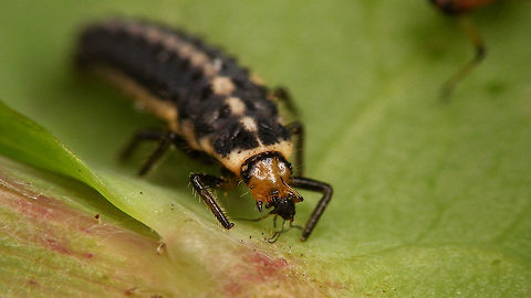 Coccinella miranda - Larva having lunch For compete story see with this image:
https://www.jungledragon.com/image/77107/coccinella_miranda_-_larva.html Coccinella,Coccinella miranda,Coccinellidae,Coccinellinae,La Palma (Canary Islands),Ladybird,larva