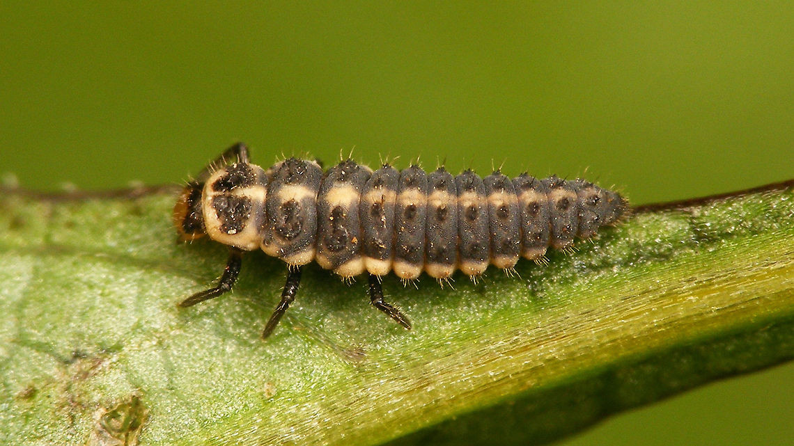Coccinella miranda - Larva Some six years ago (or some such - around 2013-14 probably) I was browsing the internet to find images of Green Lacewings found on the Canary Islands (a project with results later published in a paper by Mendes) and stumbled on an image of a ladybird larva taken on Gran Canaria (Sardina), that I just couldn&#039;t get my head around.<br />
The old discussion is here on Flickr:<br />
<a href="https://www.flickr.com/photos/lagrimon/8325871614" rel="nofollow">https://www.flickr.com/photos/lagrimon/8325871614</a><br />
Note that I have notified the author that this is indeed Coccinella miranda and NOT Coccinella algerica, as listed currently.<br />
You may imagine my total exhilaration when I found this &#039;exact same&#039; larve at a &quot;mirador&quot; in the clouds up in the mountains of La Palma (no view to enjoy, so what better to do than look for little critters :o)<br />
Even though I found it on the same herb together with a few Coccinella miranda adults I could still not quite believe that this would be a Coccinella larva (all the Coccinella larvae I know really have a completely different colour scheme), so this one just HAD to be taken home and reared to adult to finally solve my old puzzle.<br />
Well, what can I say ... I took it, fed it ... and it died on me .. :o((<br />
Rearing Ladybird larvae often isn&#039;t as trivial as one might think. Some species are quite picky about the exact food they will thrive on and some species of Aphids can be downright &quot;poisonous&quot; to them, or to some extent their intestine flora can even depend on the continuation of a diet that they were &quot;started on&quot;. Whatever the reason, it sucked - big time :-|<br />
The specimen was stored in alcohol of course for future reference, but I was very dismayed that my &quot;mystery larva&quot; would still remain a puzzle.<br />
However, to my total relieve some eggs that were deposited by a female Coccinella miranda hatched about a week later and whad&#039;ya know ... unmistakably the same! :o)<br />
<figure class="photo"><a href="https://www.jungledragon.com/image/77099/coccinella_miranda_w._eggs_and_first_instar_larva.html" title="Coccinella miranda w. eggs and first instar larva"><img src="https://s3.amazonaws.com/media.jungledragon.com/images/3043/77099_thumb.jpg?AWSAccessKeyId=05GMT0V3GWVNE7GGM1R2&Expires=1759968010&Signature=3Wb0sAw9gDSZzeRz%2Fj8psmGuolQ%3D" width="200" height="114" alt="Coccinella miranda w. eggs and first instar larva Collage of a gravid female Coccinella miranda with the eggs she produced and a first instar larva that hatched from these. <br />
For complete story see with this image:<br />
https://www.jungledragon.com/image/77086/coccinella_miranda.html Coccinella,Coccinella miranda,Coccinellidae,Coccinellinae,La Palma (Canary Islands),Ladybird,eggs,larva" /></a></figure><br />
This is really quite remarkable in itself, as the first instar larvae of all other species of Coccinella that I know - to me - are totally indistinguishable, while being all black little blobs with very very similar hairs/brushes. But (like I said before) this one is VERY different! Just by the colours of the head (yellow with a black cranium) it is already clearly set off, but even in the tiny first instar some of the white stripes on the body can already be recognized. There is now no doubt whatsoever in my mind that the mystery larva on Flickr, photographed by David Marquina Reyes, and this here larva I found on La Palma are indeed Coccinella miranda(!)<br />
That alone is a stunning conclusion too, as the larva is _so_ totally different from all other Coccinella larvae (at least those known to me)!<br />
Coccinella miranda is often quoted as &quot;a tad different&quot; from other Coccinella spp. and is placed in a small subgenus Coccinella (Spilota), together with the much more wide spread Coccinella undecimpunctata, but even that one has the &quot;usual&quot; appearance of other Coccinella larvae (all blueish-black body with orange brushes at least on ab.seg.1 laterally and dorso-lateral):<br />
<figure class="photo"><a href="https://www.jungledragon.com/image/54277/coccinella_undecimpunctata_-_larva_details.html" title="Coccinella undecimpunctata - Larva details"><img src="https://s3.amazonaws.com/media.jungledragon.com/images/3043/54277_thumb.jpg?AWSAccessKeyId=05GMT0V3GWVNE7GGM1R2&Expires=1759968010&Signature=6cvEKRnSrwMOAS%2Br6h6TRPxDzpE%3D" width="200" height="114" alt="Coccinella undecimpunctata - Larva details Larva of Eleven-spot Ladybird (Coccinella undecimpunctata) with close-ups of ID-ing details.<br />
(rather large image, good for zooming)<br />
Other images of same larva here:<br />
https://www.jungledragon.com/image/54274/coccinella_undecimpunctata_-_larva_lateral.html<br />
https://www.jungledragon.com/image/54275/coccinella_undecimpunctata_-_larva_dorsal.html Coccinella,Coccinella undecimpunctata,Coccinellidae,Coccinellinae,Coleoptera,Eleven-spot Ladybird,Eleven-spot ladybird,Ladybird,Larva,nl: Elfstippelig lieveheersbeestje" /></a></figure><br />
To me this may even warrant further investigation into the proper placement of Coccinella miranda, but that will take some time. The larva stored on alcohol will be helpful for that however.<br />
So, here are - to my knowledge - the first properly named images of Coccinella miranda larvae available on the internet :o)<br />
<figure class="photo"><a href="https://www.jungledragon.com/image/77105/coccinella_miranda_-_larva_eating.html" title="Coccinella miranda - Larva eating"><img src="https://s3.amazonaws.com/media.jungledragon.com/images/3043/77105_thumb.jpg?AWSAccessKeyId=05GMT0V3GWVNE7GGM1R2&Expires=1759968010&Signature=hGtP%2Bq3S51s255ZWu%2BtSU2GyRXg%3D" width="200" height="114" alt="Coccinella miranda - Larva eating For compete story see with this image:<br />
https://www.jungledragon.com/image/77107/coccinella_miranda_-_larva.html Coccinella,Coccinella miranda,Coccinellidae,Coccinellinae,La Palma (Canary Islands),Ladybird,larva" /></a></figure><br />
<figure class="photo"><a href="https://www.jungledragon.com/image/77106/coccinella_miranda_-_larva_having_lunch.html" title="Coccinella miranda - Larva having lunch"><img src="https://s3.amazonaws.com/media.jungledragon.com/images/3043/77106_thumb.jpg?AWSAccessKeyId=05GMT0V3GWVNE7GGM1R2&Expires=1759968010&Signature=KjWFZTw4UFvjwkKkgZHkP46gJjQ%3D" width="200" height="114" alt="Coccinella miranda - Larva having lunch For compete story see with this image:<br />
https://www.jungledragon.com/image/77107/coccinella_miranda_-_larva.html Coccinella,Coccinella miranda,Coccinellidae,Coccinellinae,La Palma (Canary Islands),Ladybird,larva" /></a></figure><br />
<figure class="photo"><a href="https://www.jungledragon.com/image/77108/coccinella_miranda_-_larva_on_finger.html" title="Coccinella miranda - Larva on finger"><img src="https://s3.amazonaws.com/media.jungledragon.com/images/3043/77108_thumb.jpg?AWSAccessKeyId=05GMT0V3GWVNE7GGM1R2&Expires=1759968010&Signature=up62pR3oL1uwDT7f6%2FqmODa6t1A%3D" width="200" height="114" alt="Coccinella miranda - Larva on finger Late instar (3rd?) larva of Coccinella miranda on finger for size<br />
For compete story see with this image:<br />
https://www.jungledragon.com/image/77107/coccinella_miranda_-_larva.html Coccinella,Coccinella miranda,Coccinellidae,Coccinellinae,La Palma (Canary Islands),Ladybird,larva" /></a></figure>   Coccinella,Coccinella miranda,Coccinellidae,Coccinellinae,Geotagged,La Palma (Canary Islands),Ladybird,Spain,larva