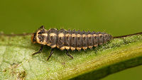 Coccinella miranda - Larva Some six years ago (or some such - around 2013-14 probably) I was browsing the internet to find images of Green Lacewings found on the Canary Islands (a project with results later published in a paper by Mendes) and stumbled on an image of a ladybird larva taken on Gran Canaria (Sardina), that I just couldn't get my head around.<br />
The old discussion is here on Flickr:<br />
https://www.flickr.com/photos/lagrimon/8325871614<br />
Note that I have notified the author that this is indeed Coccinella miranda and NOT Coccinella algerica, as listed currently.<br />
You may imagine my total exhilaration when I found this 'exact same' larve at a "mirador" in the clouds up in the mountains of La Palma (no view to enjoy, so what better to do than look for little critters :o)<br />
Even though I found it on the same herb together with a few Coccinella miranda adults I could still not quite believe that this would be a Coccinella larva (all the Coccinella larvae I know really have a completely different colour scheme), so this one just HAD to be taken home and reared to adult to finally solve my old puzzle.<br />
Well, what can I say ... I took it, fed it ... and it died on me .. :o((<br />
Rearing Ladybird larvae often isn't as trivial as one might think. Some species are quite picky about the exact food they will thrive on and some species of Aphids can be downright "poisonous" to them, or to some extent their intestine flora can even depend on the continuation of a diet that they were "started on". Whatever the reason, it sucked - big time :-|<br />
The specimen was stored in alcohol of course for future reference, but I was very dismayed that my "mystery larva" would still remain a puzzle.<br />
However, to my total relieve some eggs that were deposited by a female Coccinella miranda hatched about a week later and whad'ya know ... unmistakably the same! :o)<br />
https://www.jungledragon.com/image/77099/coccinella_miranda_w._eggs_and_first_instar_larva.html<br />
This is really quite remarkable in itself, as the first instar larvae of all other species of Coccinella that I know - to me - are totally indistinguishable, while being all black little blobs with very very similar hairs/brushes. But (like I said before) this one is VERY different! Just by the colours of the head (yellow with a black cranium) it is already clearly set off, but even in the tiny first instar some of the white stripes on the body can already be recognized. There is now no doubt whatsoever in my mind that the mystery larva on Flickr, photographed by David Marquina Reyes, and this here larva I found on La Palma are indeed Coccinella miranda(!)<br />
That alone is a stunning conclusion too, as the larva is _so_ totally different from all other Coccinella larvae (at least those known to me)!<br />
Coccinella miranda is often quoted as "a tad different" from other Coccinella spp. and is placed in a small subgenus Coccinella (Spilota), together with the much more wide spread Coccinella undecimpunctata, but even that one has the "usual" appearance of other Coccinella larvae (all blueish-black body with orange brushes at least on ab.seg.1 laterally and dorso-lateral):<br />
https://www.jungledragon.com/image/54277/coccinella_undecimpunctata_-_larva_details.html<br />
To me this may even warrant further investigation into the proper placement of Coccinella miranda, but that will take some time. The larva stored on alcohol will be helpful for that however.<br />
So, here are - to my knowledge - the first properly named images of Coccinella miranda larvae available on the internet :o)<br />
https://www.jungledragon.com/image/77105/coccinella_miranda_-_larva_eating.html<br />
https://www.jungledragon.com/image/77106/coccinella_miranda_-_larva_having_lunch.html<br />
https://www.jungledragon.com/image/77108/coccinella_miranda_-_larva_on_finger.html   Coccinella,Coccinella miranda,Coccinellidae,Coccinellinae,Geotagged,La Palma (Canary Islands),Ladybird,Spain,larva