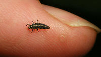 Coccinella miranda - Larva on finger Late instar (3rd?) larva of Coccinella miranda on finger for size<br />
For compete story see with this image:<br />
https://www.jungledragon.com/image/77107/coccinella_miranda_-_larva.html Coccinella,Coccinella miranda,Coccinellidae,Coccinellinae,La Palma (Canary Islands),Ladybird,larva