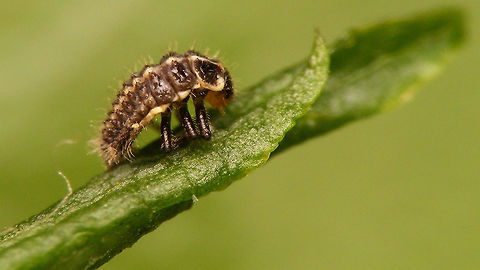 Coccinella miranda - L1 getting ready to moult to L2 First stadium larva of Coccinella miranda preparing to moult to its next stadium Coccinella,Coccinella miranda,Coccinellidae,Coccinellinae,La Palma (Canary Islands),Ladybird,larva,moulting