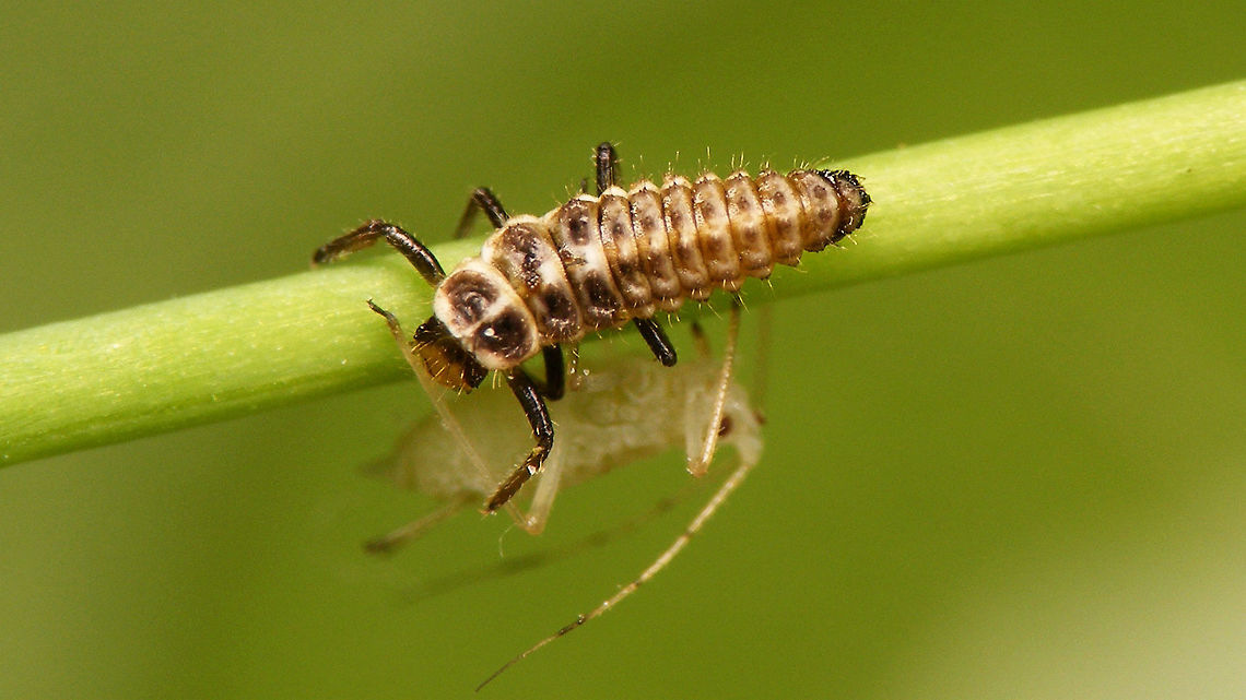 Coccinella miranda - L2 teneral Second stadium larva of Coccinella miranda, a bit teneral still Coccinella,Coccinella miranda,Coccinellidae,Coccinellinae,La Palma (Canary Islands),Ladybird,Teneral,larva